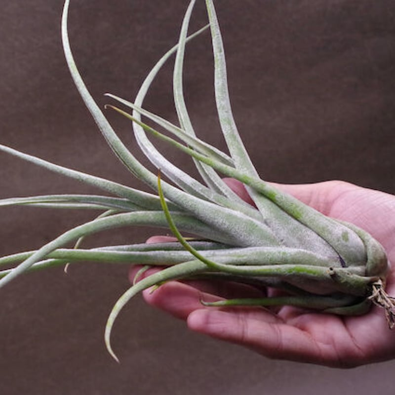 ホワイトドラゴン（エクセルタ×チアペンシス）01号 | air-plants