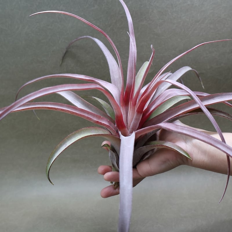 カピタータ オレンジ× ストレプトフィラ 07号 | air-plants TENGU-DO