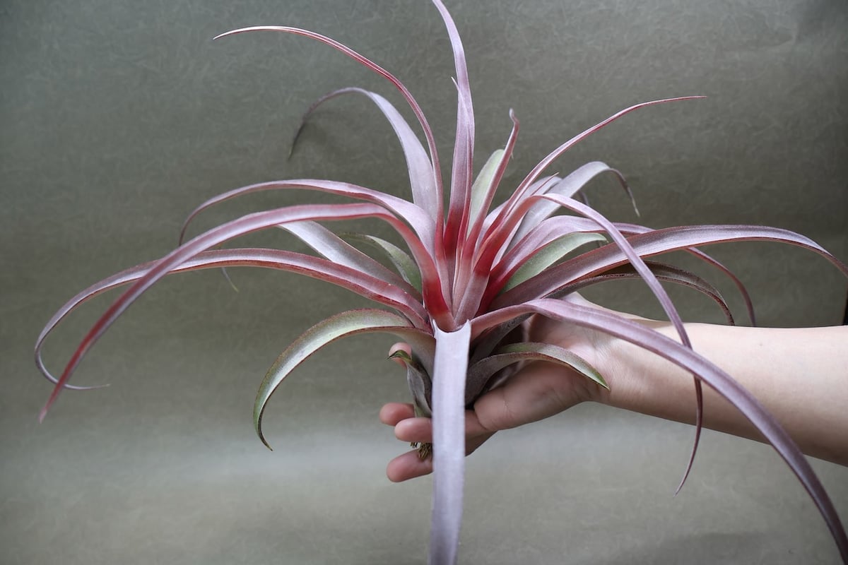 カピタータ オレンジ× ストレプトフィラ 07号 | air-plants TENGU-DO