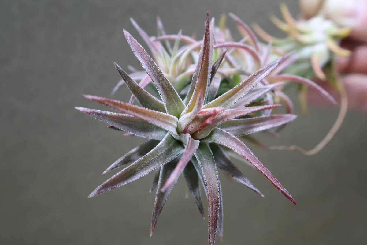 イオナンタ バンハイニンギー 125号 | air-plants TENGU-DO