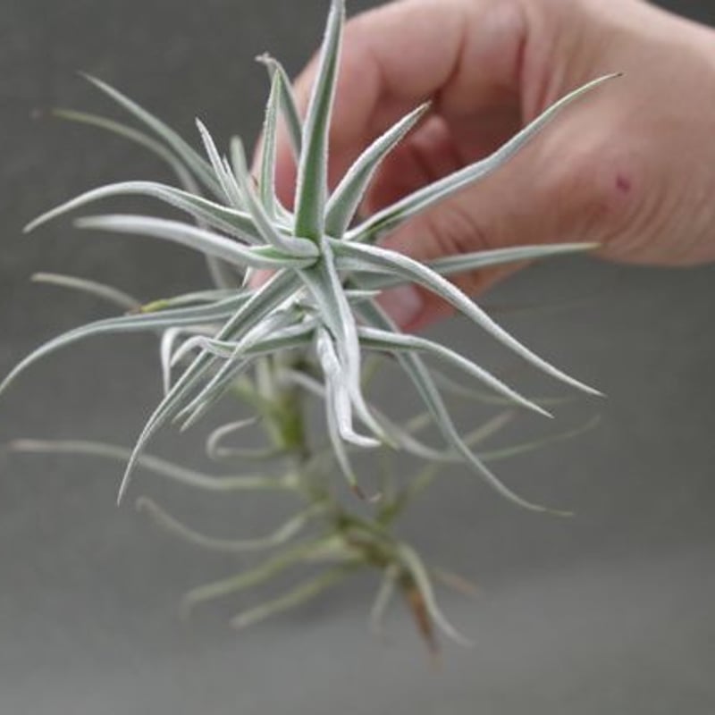 パレアセア ジャイアント 01号 | air-plants TENGU-DO パレアセア ジャイアント 01号 | air-plants TENGU-DO
