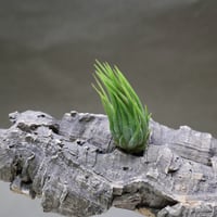 サカパネンシス 06号 | air-plants TENGU-DO