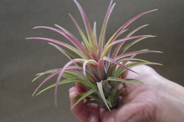 リオホンドエンシス × イオナンタ 07号 | air-plants TENGU-DO