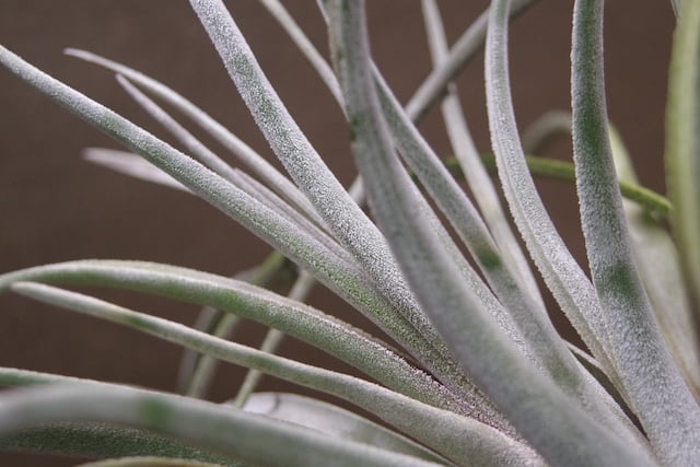 クラーケン 01号 | air-plants TENGU-DO