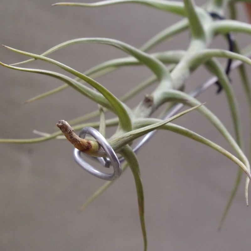 メレリアナ 01号 | air-plants TENGU-DO