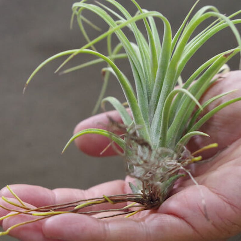ローランドゴッセリニー × イオナンタギガンテ 02号 | air-plants TENGU-DO