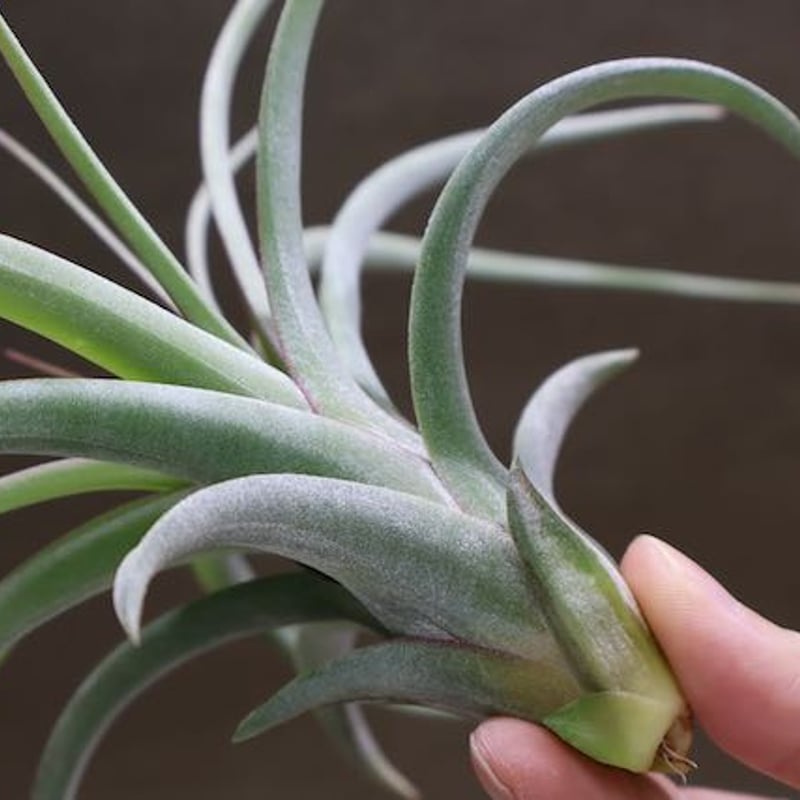 チランジア コンコロール × ストレプトフィラ セレクテッド チランジア コンコロール × ストレプトフィラ セレクテッド