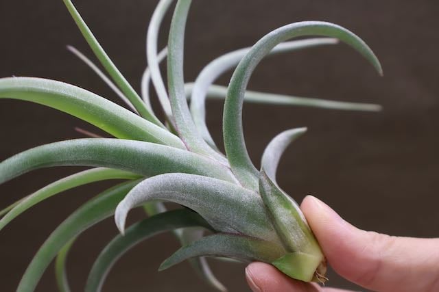 レディ ( コンコロール X ストレプトフィラ ) 06号 | air-plants レディ ( コンコロール X ストレプトフィラ ) 06号 | air-plants