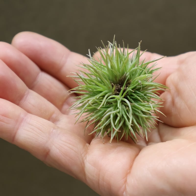 アエラントス テディベア 49号 | air-plants TENGU-DO