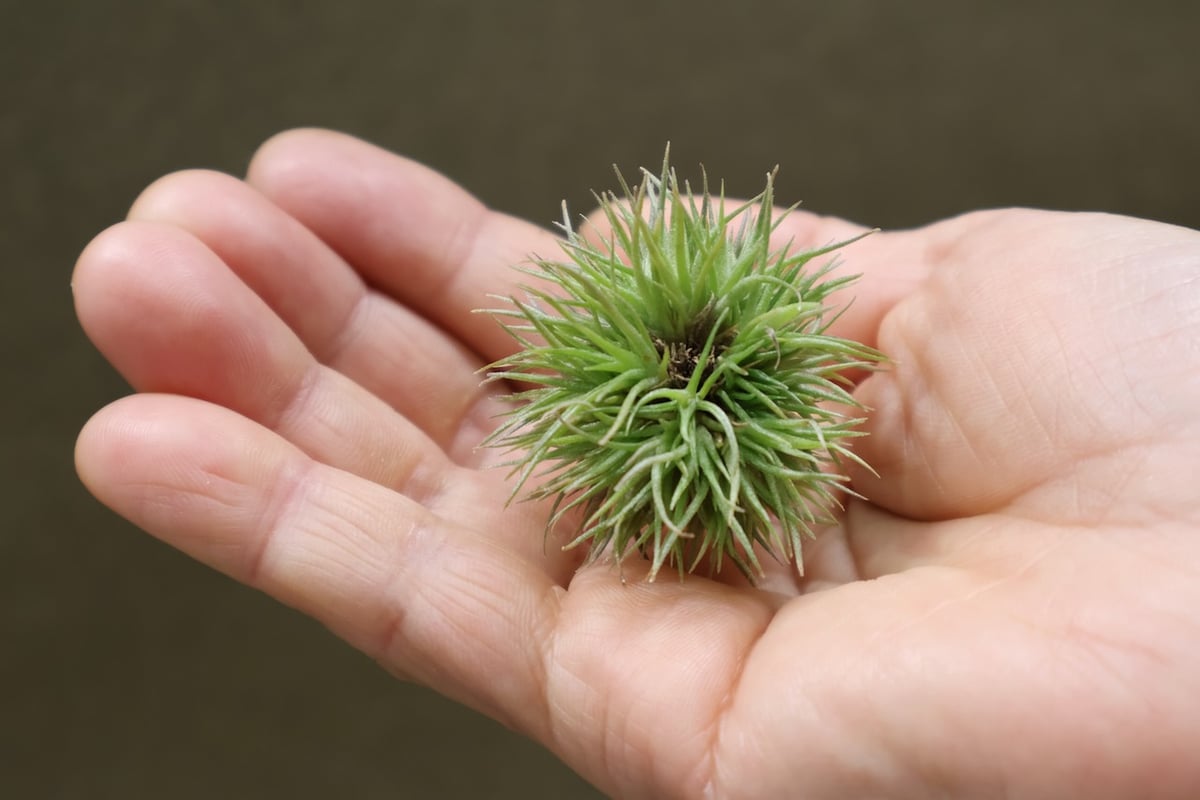 ◆ 超メルカリ市限定　アエラントス　テディベア　特大全球タイプ　132 アエラントス テディベア 49号 | air-plants TENGU-DO