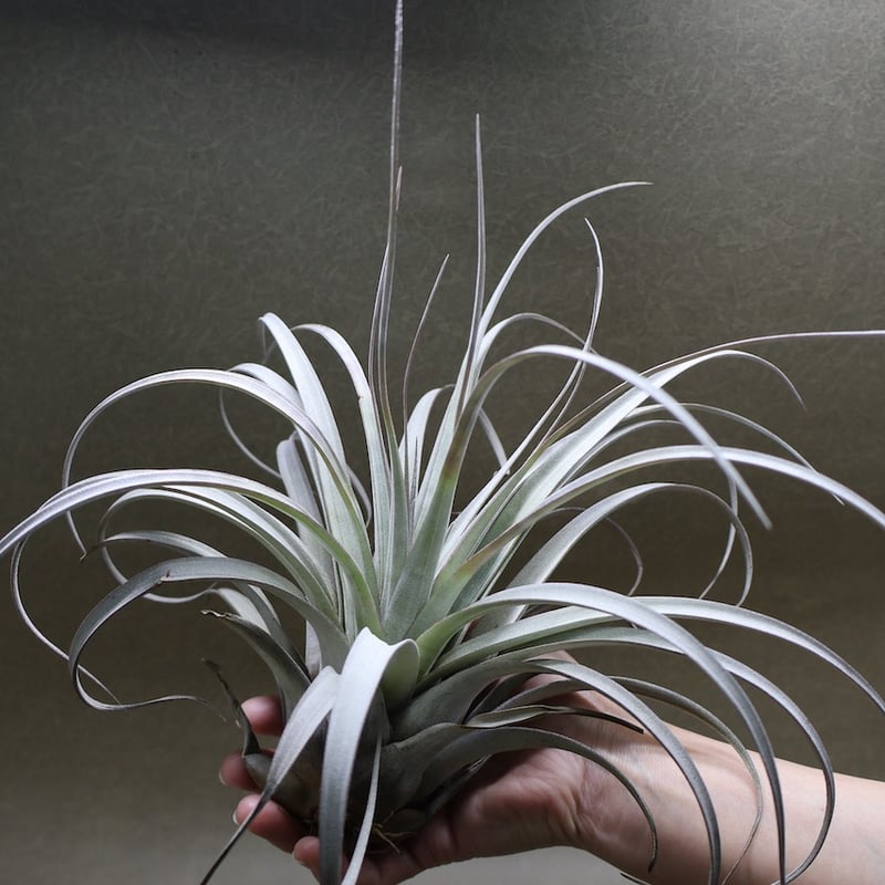 サカパネンシス 18号 | air-plants TENGU-DO