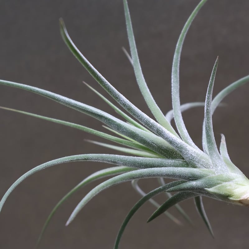 【まぁ様確認用】　イオナンタ ストリクタ イオナンタ ストリクタ 07号 | air-plants TENGU-DO