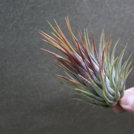 ヘドロ沼 様　ご確認用　イオナンタ　プレデター ヘドロ沼 様 ご確認用 イオナンタ プレデター チランジア