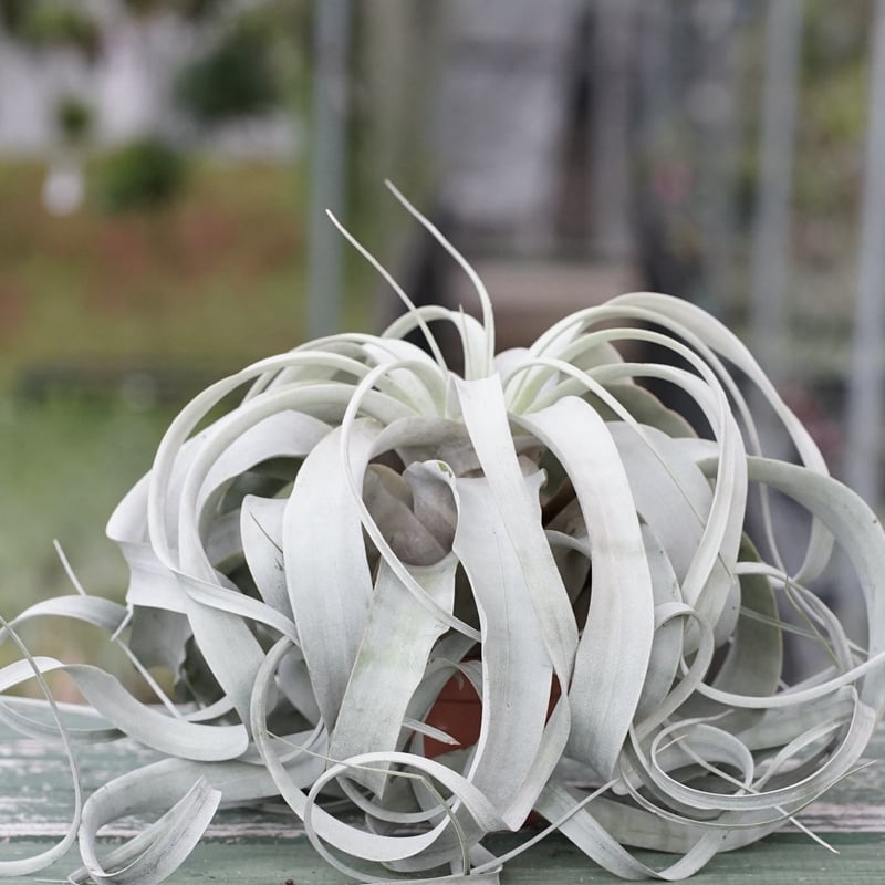 スタッフ特選】キセログラフィカ ロングリーフ B号 | air-plants