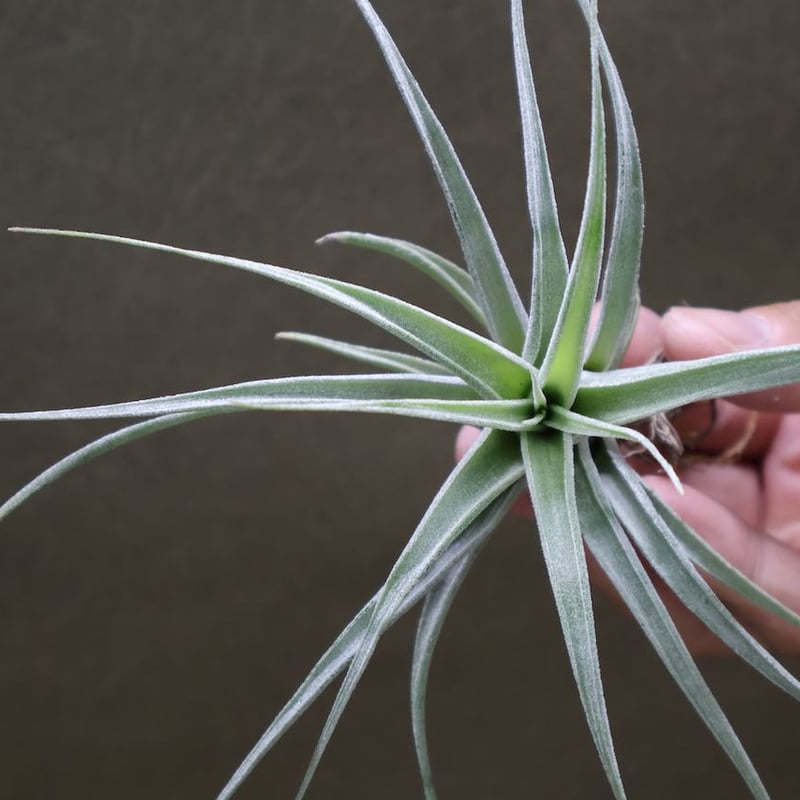 チアペンシス × エーレルシアナ 01号 | air-plants TENGU-DO