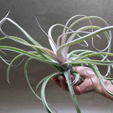 CATEGORY エアープランツ（ティランジア） | air-plants TENGU-DO