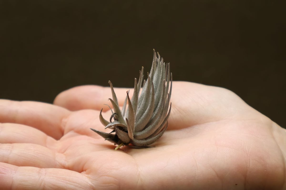 ピアウイエンシス 01号 | air-plants TENGU-DO