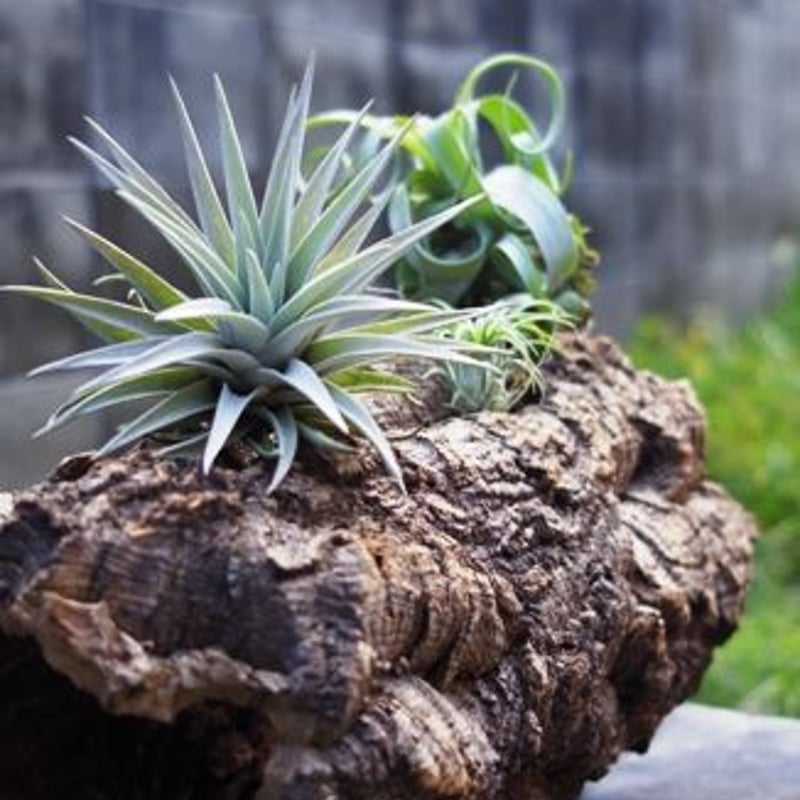 園芸用コルクバージンコルクプランター サイズ/大 外径200〜250