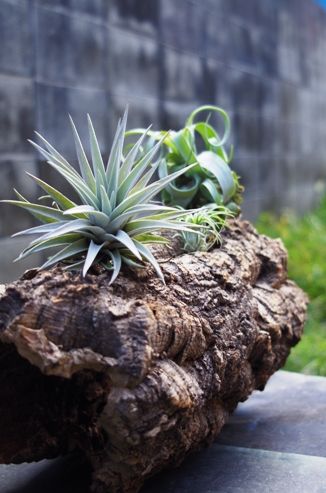 バージンコルク カヌー（40cm） | air-plants TENGU-DO
