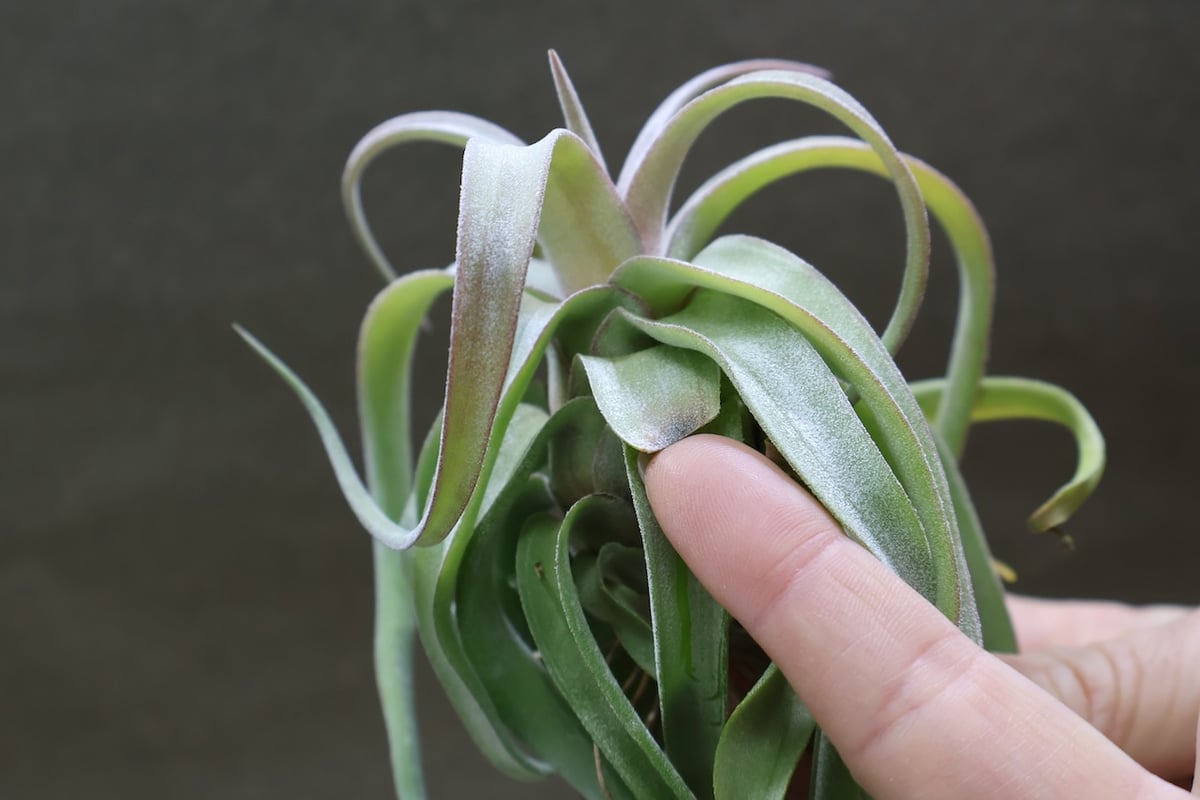 ストレプトフィラ ロングリーフ 24号 | air-plants TENGU-DO