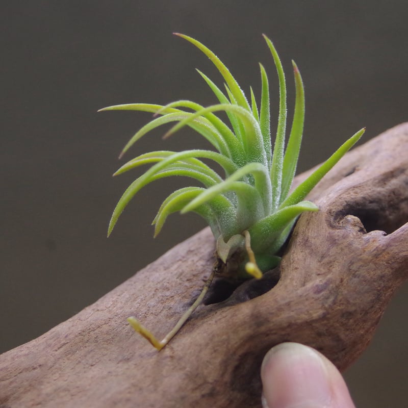 マヤンベース （ イオナンタ選抜種）Sサイズ11号 | air-plants TENGU-DO