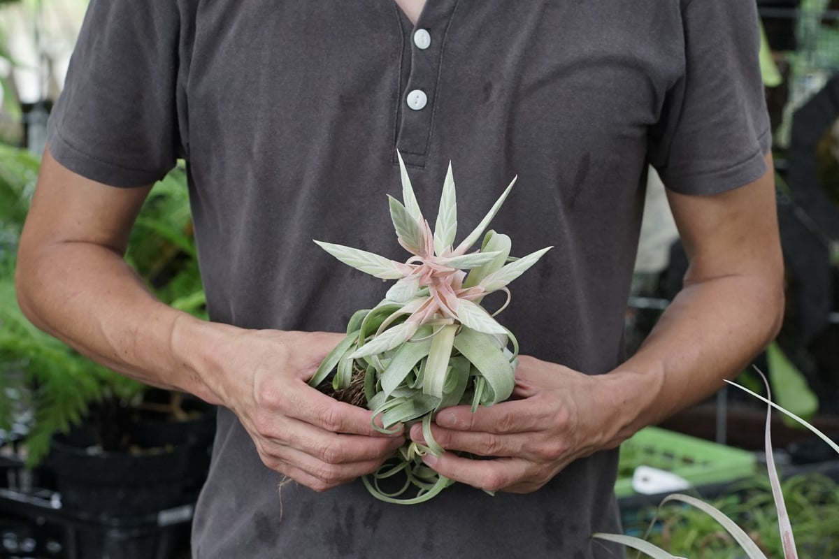 スタッフ特選】ストレプトフィラ Lサイズ 花芽付きB号 | air-plants