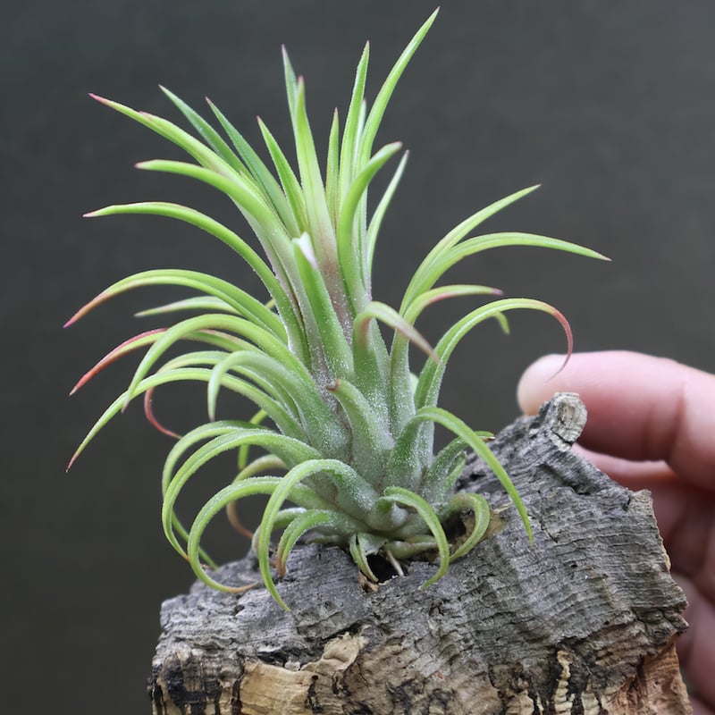 イオナンタ　バリエガータ 楽天市場】(現品) チランジア イオナンタ バリエガータ 斑入り (No