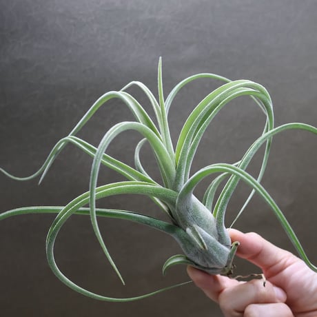 チランジア Ty x ストレプトフィラ 曲がり葉タイプ CATEGORY 品種名：Q