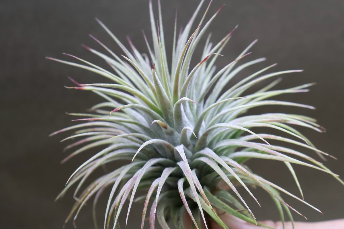 Tillandsia Ionantha Snow Ball 速達発送 Ionantha Snowball (SALE!) – Air Plant Hub