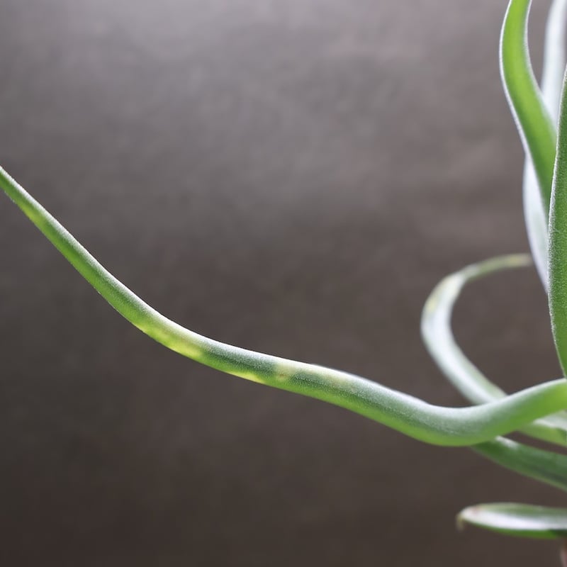 ショータイム × ストレプトフィラ Mサイズ03号 | air-plants TENGU-DO