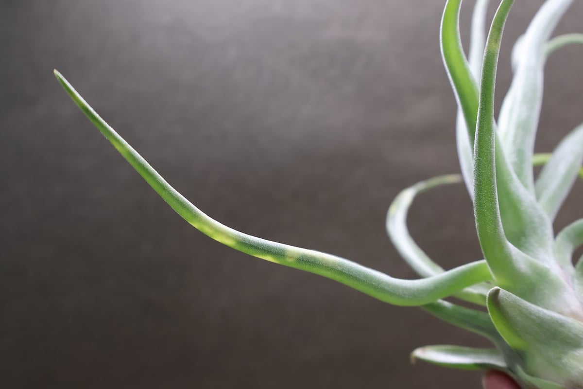 ショータイム × ストレプトフィラ Mサイズ03号 | air-plants TENGU-DO