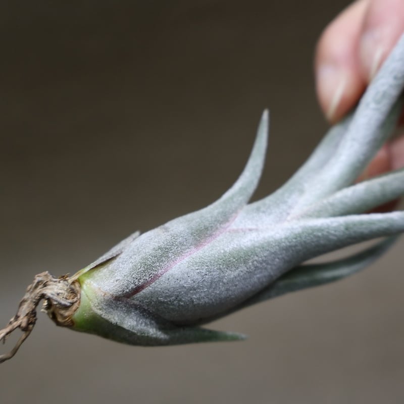 クラーケン 06号 | air-plants TENGU-DO