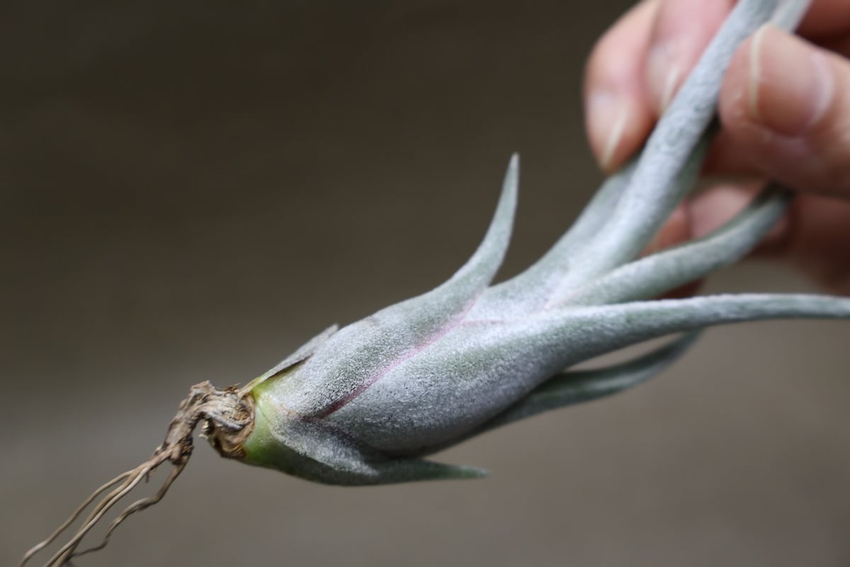 クラーケン 06号 | air-plants TENGU-DO