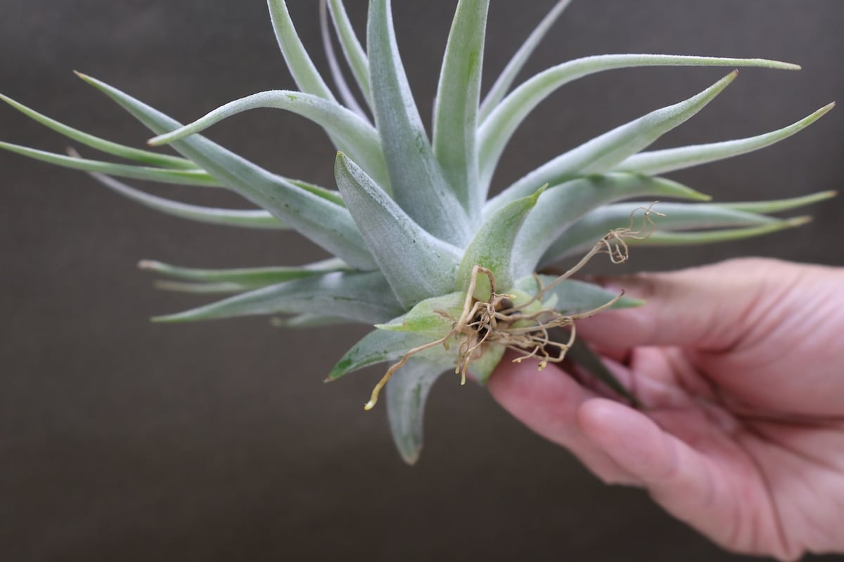 ディディスティカ 17号 | air-plants TENGU-DO