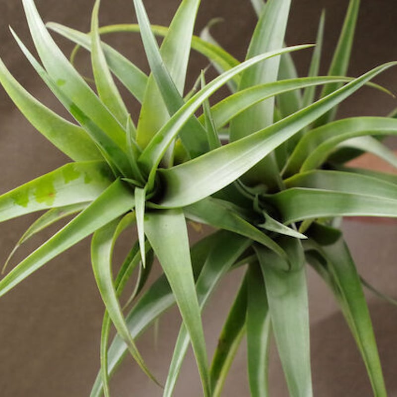 フレクスオーサ ヴィヴィパラ クランプ 05号 | air-plants TENGU-DO フレクスオーサ ヴィヴィパラ クランプ 05号 | air-plants TENGU-DO