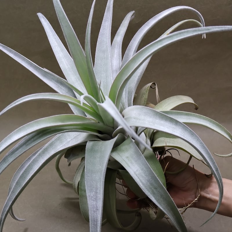 ベアコレアーレ（ストレプトフィラ x チアペンシス）05号 | air-plants