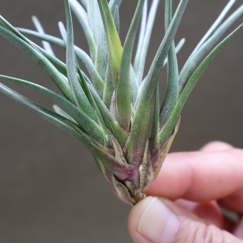 アルベルティアナ クランプ | air-plants TENGU-DO アルベルティアナ クランプ | air-plants TENGU-DO