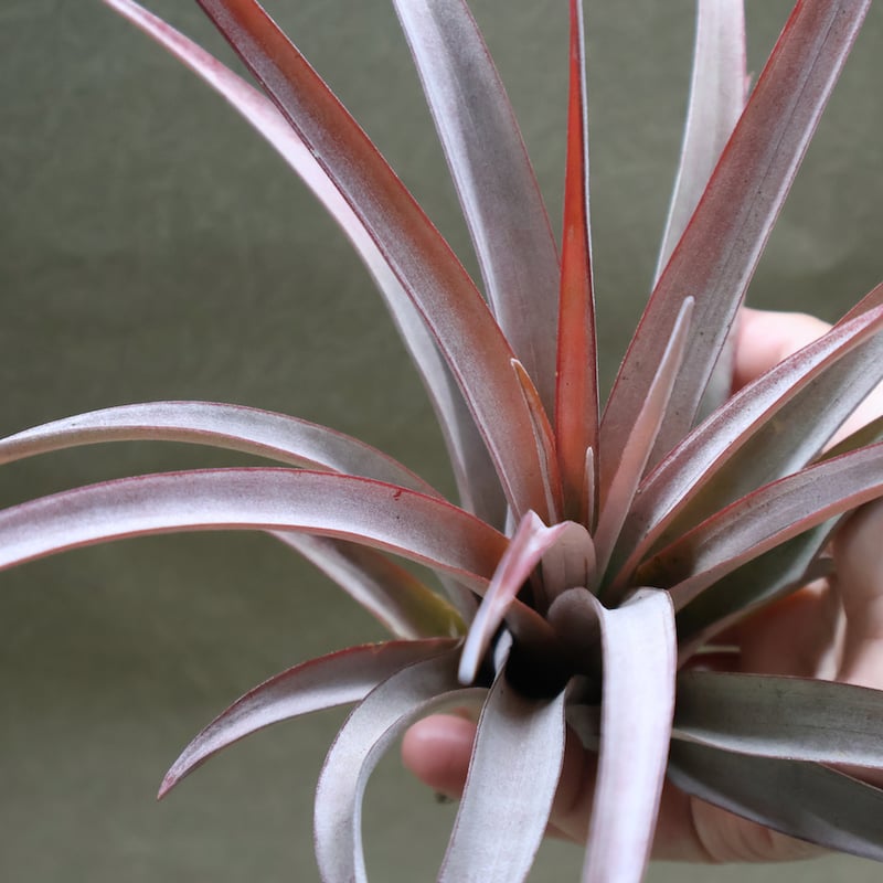 カピタータ ファイヤーオレンジ 12号 | air-plants TENGU-DO