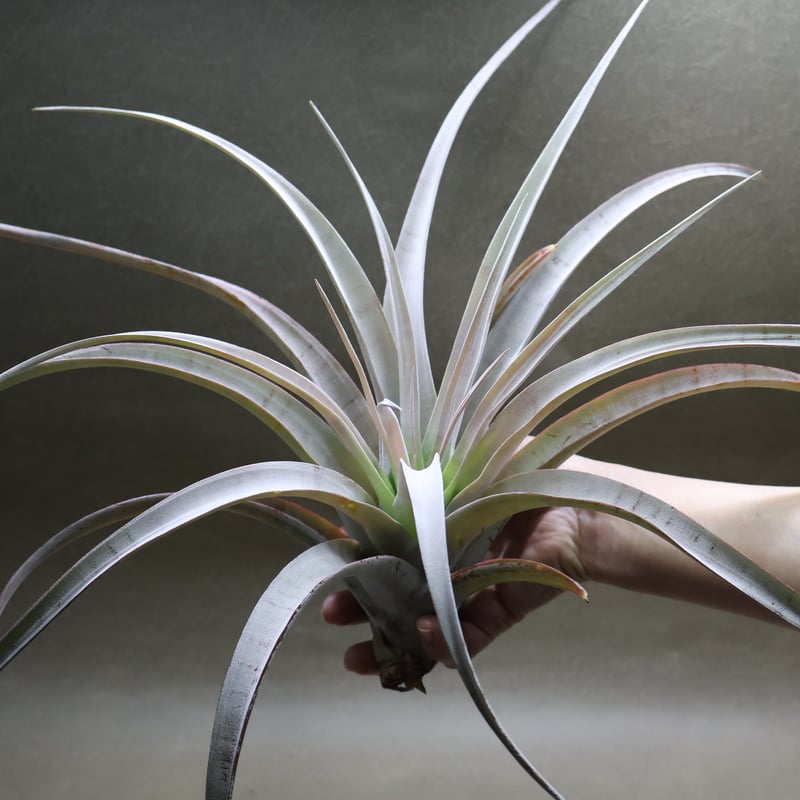 シルバートーチ （キセログラフィカ ×チアペンシス）05号 | air-plants