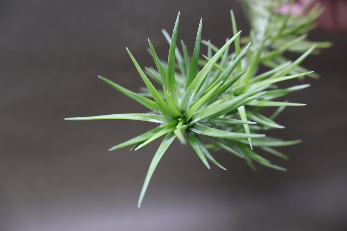 アラウジェイ 31号 | air-plants TENGU-DO