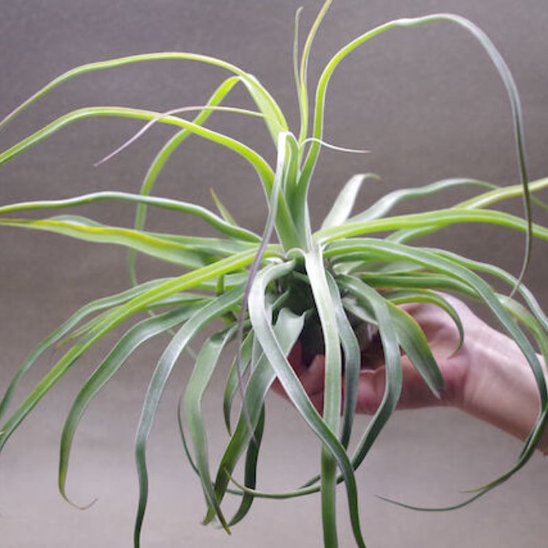 ストレプトフィラ 自然交雑種 12号 | air-plants TENGU-DO