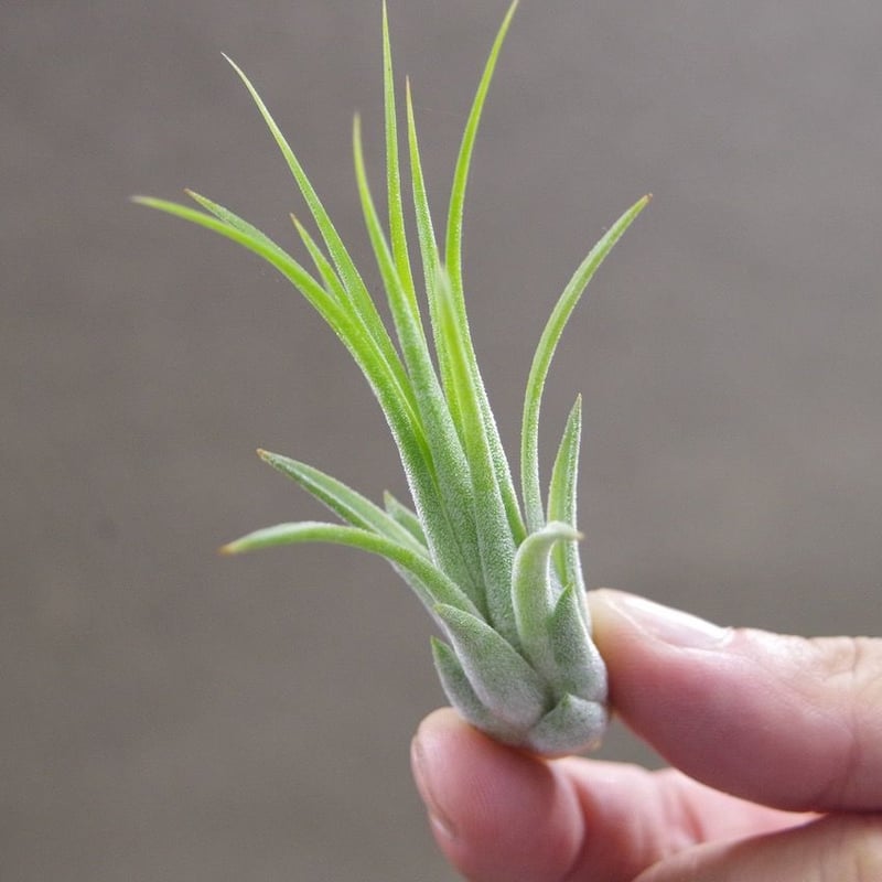 イオナンタ トールベルベット Sサイズ 02号 | air-plants TENGU-DO