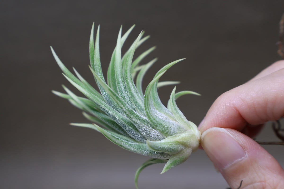 イオナンタ アルボマージナータ 42号 | air-plants TENGU-DO