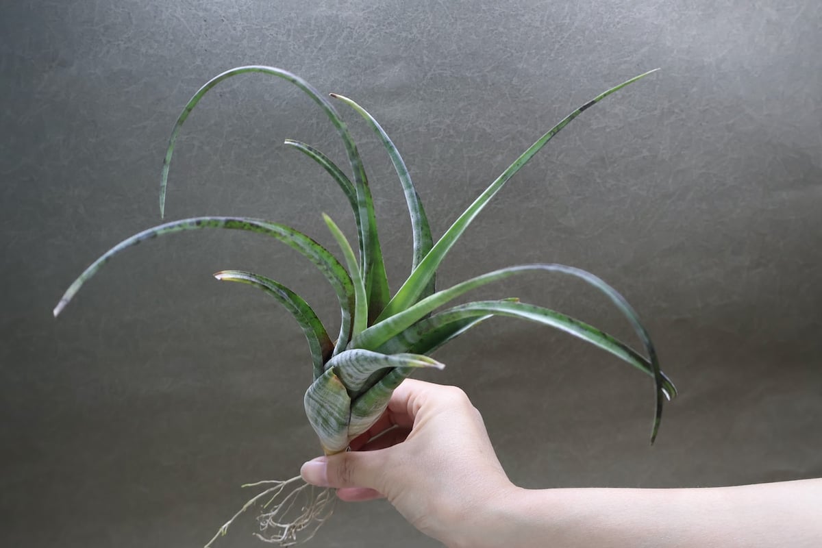 フレクスオーサ ツイスティッドフォーム 32号 | air-plants TENGU-DO