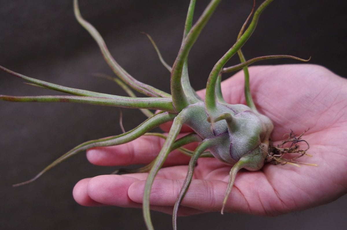 ザ パーフェクトブレンド 02号（ ルシール × ブルボーサ） | air