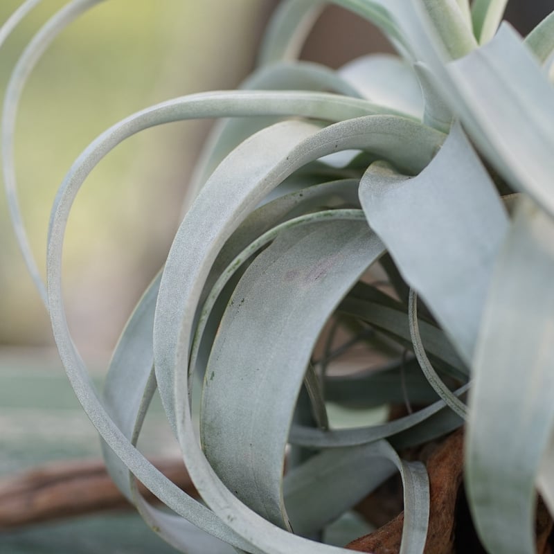 スタッフ特選】キセログラフィカ 花芽付き A号 | air-plants スタッフ特選】キセログラフィカ 花芽付き A号 | air-plants