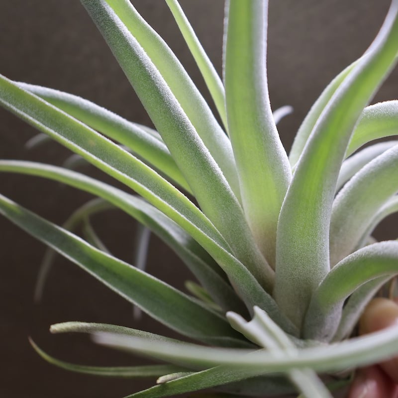 チランジア ハリシー × ベアコレアーレ ベアコレアーレ × ハリシー 02号 | air-plants TENGU-DO