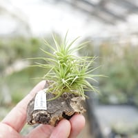 ストレプトカルパ 07号 | air-plants TENGU-DO
