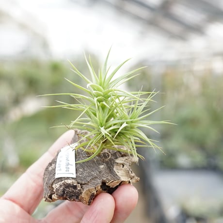air-plants TENGU-DO