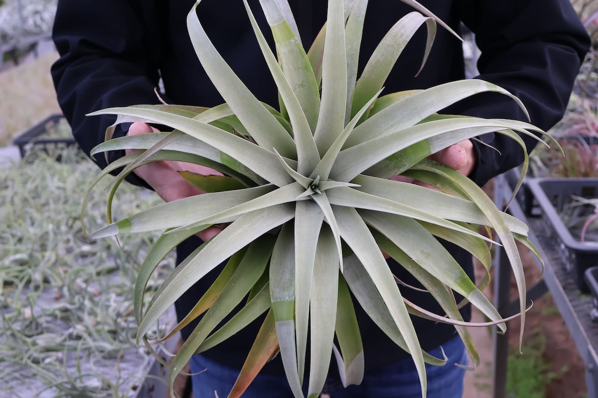 カピタータ シルバーローズ XLサイズ 17号 | air-plants TENGU-DO
